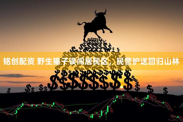 铭创配资 野生獾子误闯居民区，民警护送回归山林